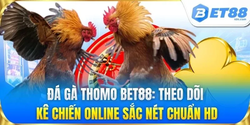 Đá gà Thomo BET88: Theo dõi kê chiến online sắc nét chuẩn HD